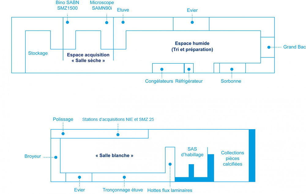 Plan des différentes salles du pôle de sclérochronologie
