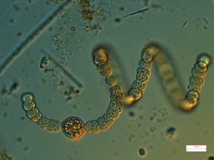 Anabaena_SylviaMoreira