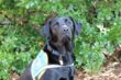 Switch, chien guide d’aveugle en apprentissage